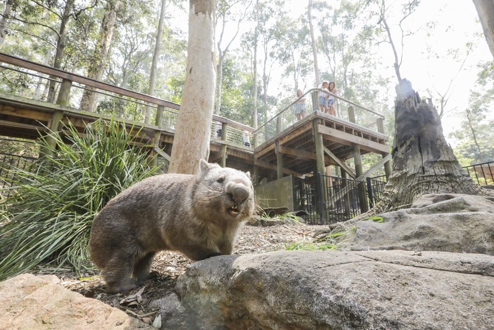 A wombat at blackbutt reserve