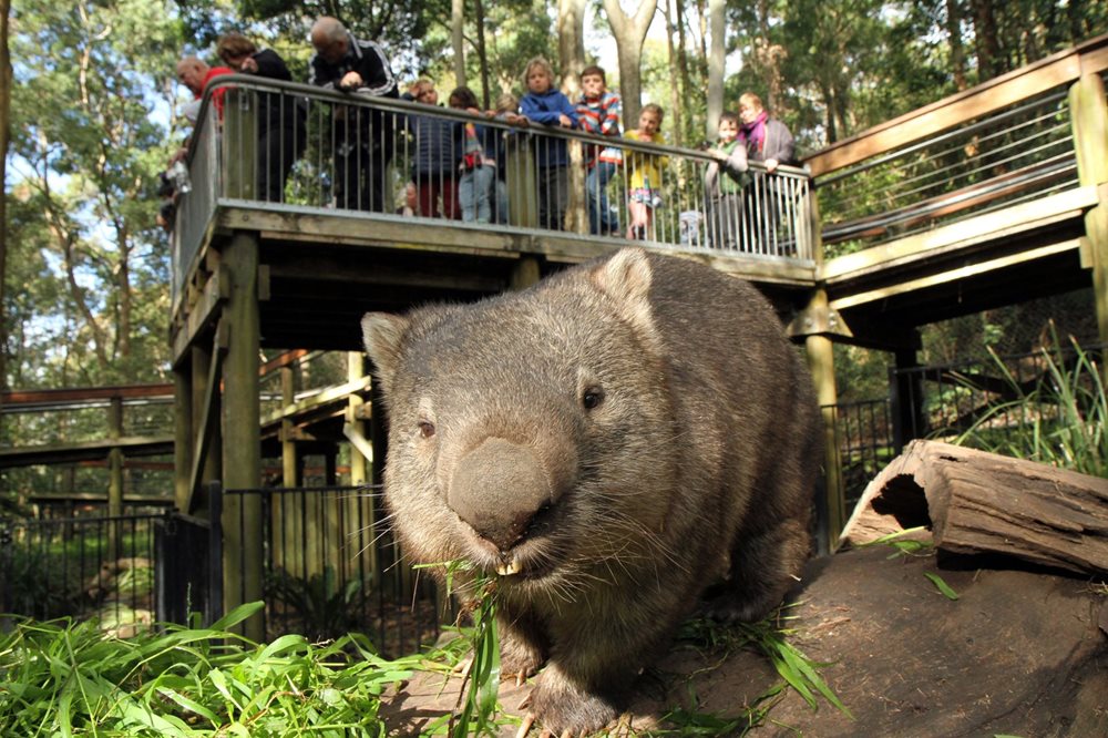 A wombat looking into the camera at Blackbutt Reserve
