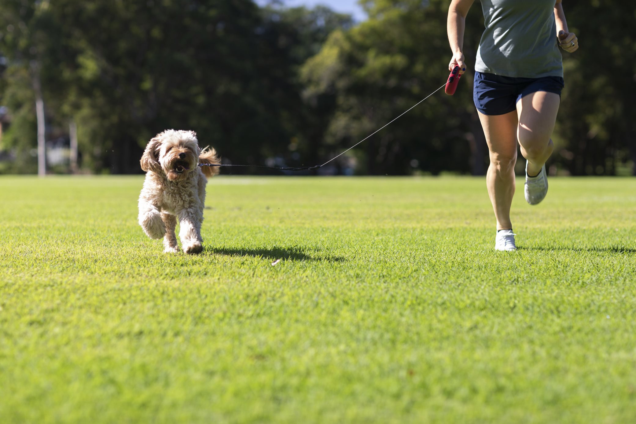 A dog running on a lead at a park